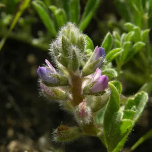 Nipomo lupine, Garden CPC plant
