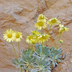 Panamint daisy, Garden CPC plant