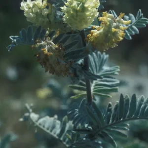 Ventura marsh milk vetch, Garden CPC plant