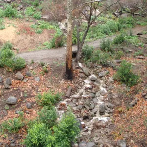 SBBG winter storm, January 2010, after Jesusita Fire