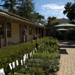 row of plants with care cards, in the Courtyard, SBBG Fall Plant Sale 2010