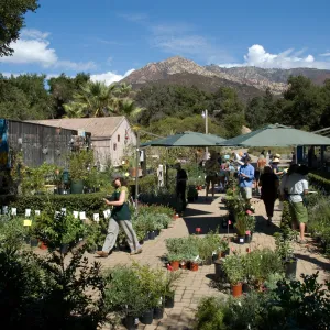 SBBG Fall Plant Sale 2010