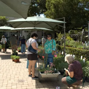 visitors shopping at the SBBG Fall Plant Sale 2010