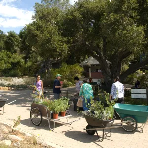 carts and wheelbarrows with plants, SBBG Fall Plant Sale 2010(Coastal Live Oak)