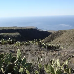 San Clemente Island, SBBG Research 2007