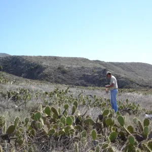 Malacothamnus clementinus population, San Clemente Island, SBBG Research 2007, Bob Muller