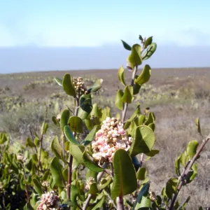 San Clemente Island, SBBG Research 2007