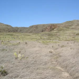 San Clemente Island, SBBG Research 2007
