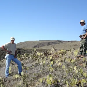 Malacothamnus clementinus population, San Clemente Island, SBBG Research 2007, Bob Muller and Steve Junak
