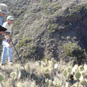Malacothamnus clementinus population, San Clemente Island, SBBG Research 2007, Bob Muller and Steve Junak