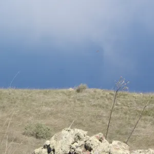 San Clemente Island, SBBG Research 2007