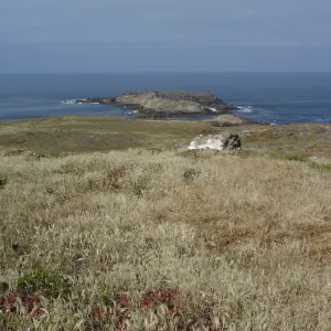 San Clemente Island, SBBG Research 2005