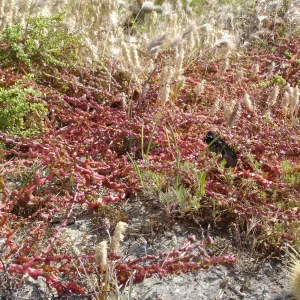 Aphanisma blitoides, San Clemente Island, SBBG Research 2005