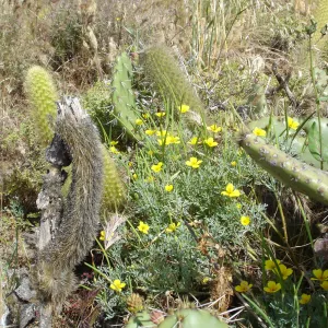 Eschscholzia ramosa, San Clemente Island, SBBG Research 2005