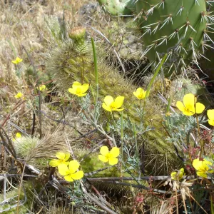 Eschscholzia ramosa, San Clemente Island, SBBG Research 2005
