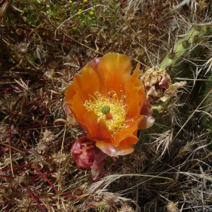 cactus flower, San Clemente Island, SBBG Research 2005