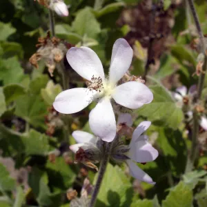 Malacothamnus clementinus, San Clemente Island, SBBG Research 2005