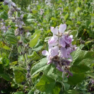 Malacothamnus clementinus, San Clemente Island, SBBG Research 2005