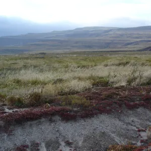 San Clemente Island, SBBG Research 2005