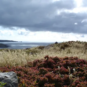 San Clemente Island, SBBG Research 2005