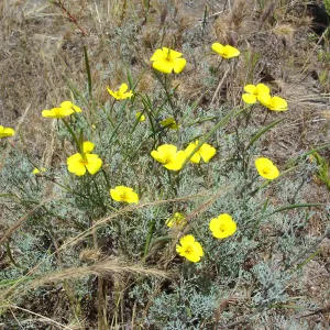 Eschscholzia ramosa, San Clemente Island, SBBG Research 2005