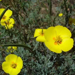Eschscholzia ramosa, San Clemente Island, SBBG Research 2005
