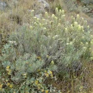 Castilleja grisea, San Clemente Island, SBBG Research 2005