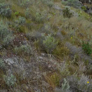 San Clemente Island, SBBG Research 2005