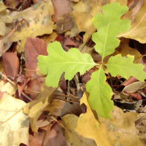 oak seedling in fallen leaves, SBBG Fall Color Field Trip 2006