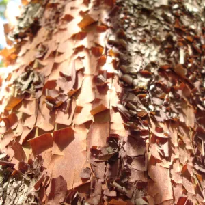peeling madrone bark, SBBG Fall Color Field Trip 2006