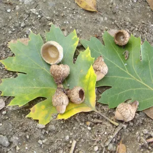 oak leaves and acorns, SBBG Fall Color Field Trip 2006