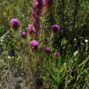 SBBG Staff field trip to Cebada Canyon