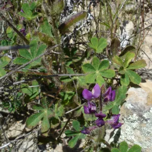 SBBG Staff field trip to Cebada Canyon (lupine)
