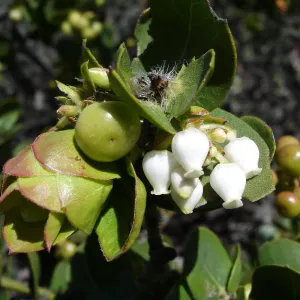 SBBG Staff field trip to Cebada Canyon (Manzanita)