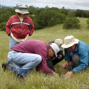 examining cleistogamus Mimulus population, SBBG Research field trip to Sedgwick Reserve