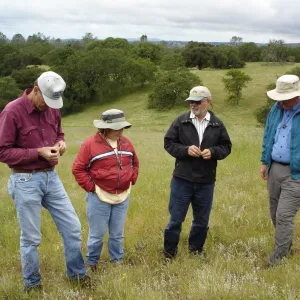 examining cleistogamus Mimulus population, SBBG Research field trip to Sedgwick Reserve