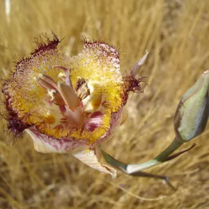 Calochortus in bloom, West Camino Cielo, SBBG Research 2005