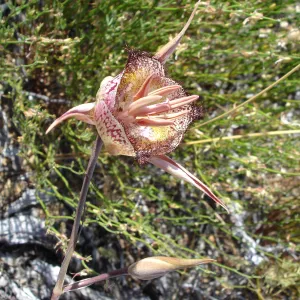Calochortus in bloom, West Camino Cielo, SBBG Research 2005