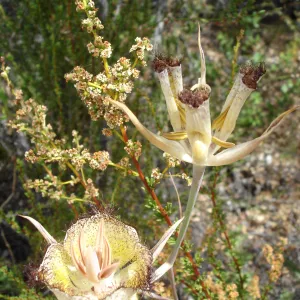 Calochortus in bloom, West Camino Cielo, SBBG Research 2005
