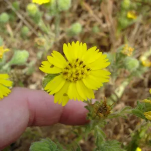 Gaviota Tarplant, Gaviota coast, SBBG Research 2005