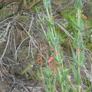 hummingbird, La Purisima, SBBG Research 2006