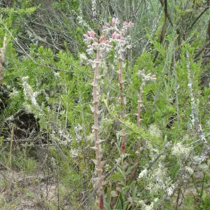 Dudleya (liveforever), La Purisima, SBBG Research 2006