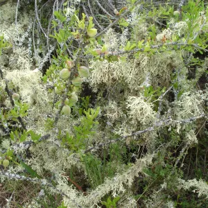 lichen in chaparral, La Purisima, SBBG Research 2006