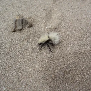 velvet ant, La Purisima, SBBG Research 2006