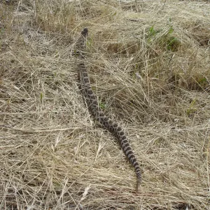 rattlesnake, La Purisima, SBBG Research 2006