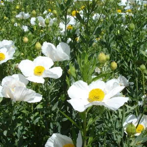 Matilija poppies, La Purisima Mission, SBBG Research 2006