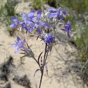 Eriastrum densifolium, La Purisima, SBBG Research 2006