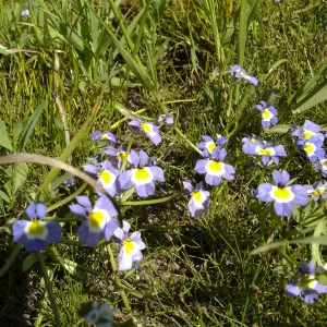 Downingia cuspidata, Burton Mesa, SBBG Research 2005