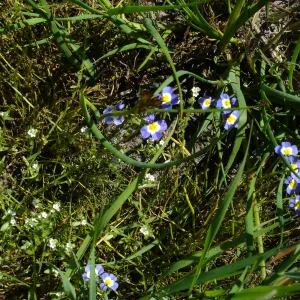 Downingia cuspidata, Burton Mesa, SBBG Research 2005