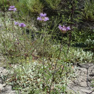 Salvia columbariae, (Chia)Burton Mesa, SBBG Research 2005